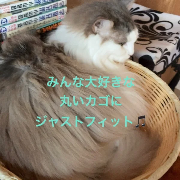 今日のにゃんこ②