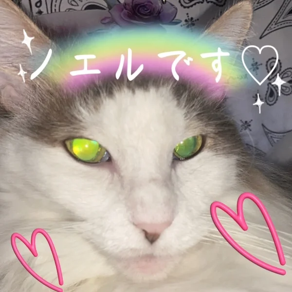 本日のにゃんこ♡