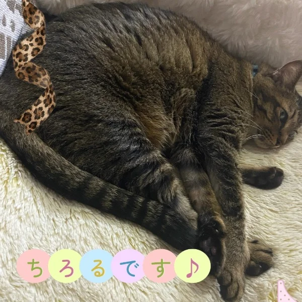 今日のにゃんこ♡
