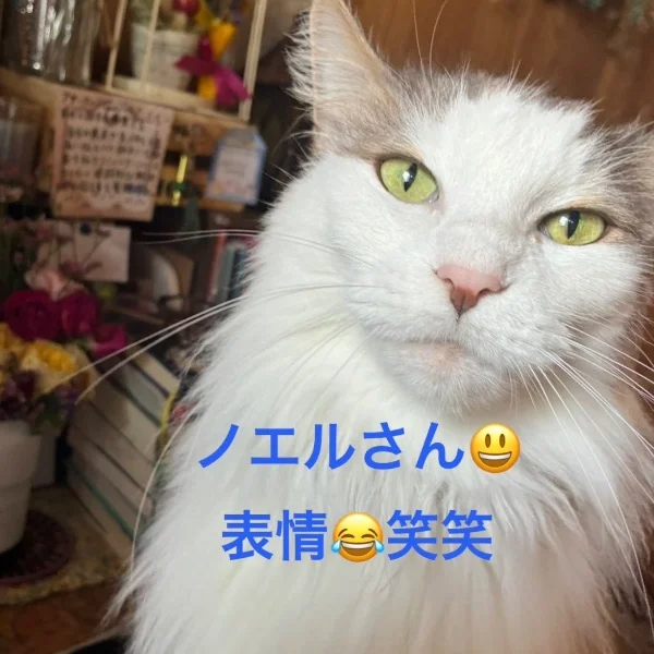 今日のにゃんこ🐈