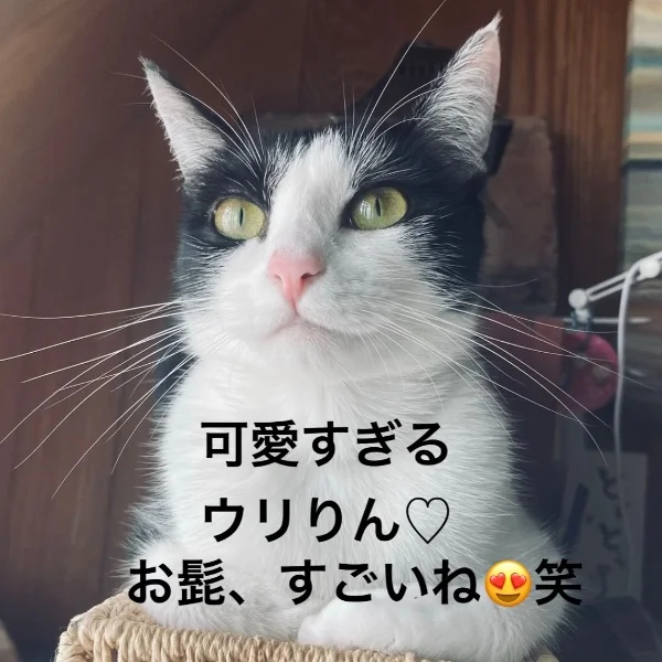 今日のにゃんこ🐈⬛