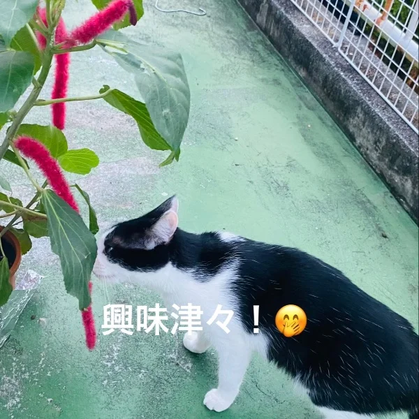不思議な植物🪴