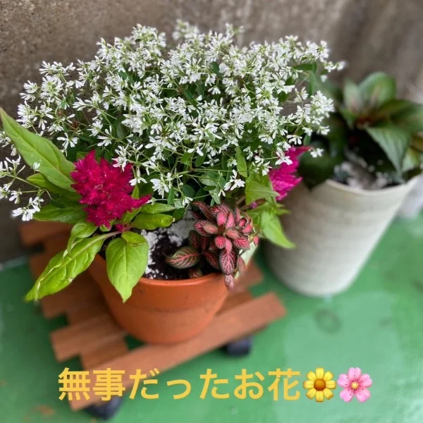 無事だったお話〜🪻