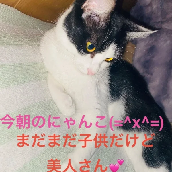 今日のにゃんこ♡