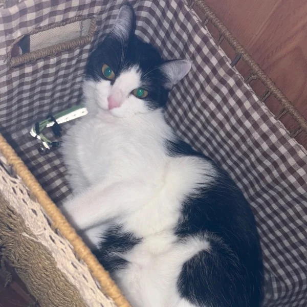 今日のにゃんこ🐈⬛