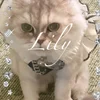 リリー時々フロント