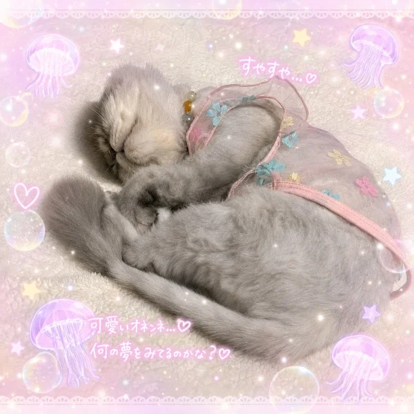 本日も皆様、こちらをご覧くださりありがとうございます😊💕