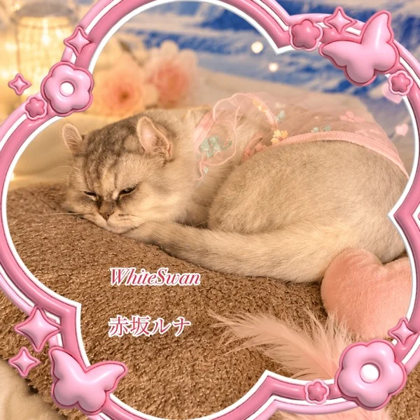 ちょっとフライングしちゃおうかな🤭