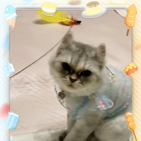 🐾Lilyブログ🎀 🐾新しいおもちゃと夏のお洋服ニャ