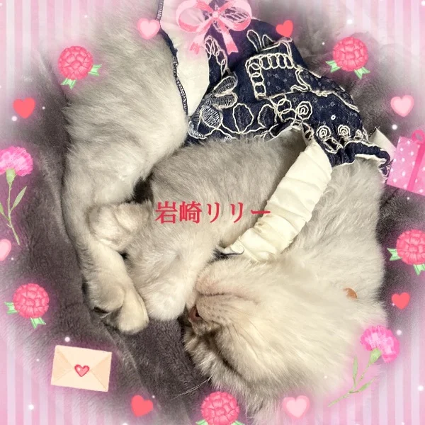今日はにゃんにゃかNYAN🐈