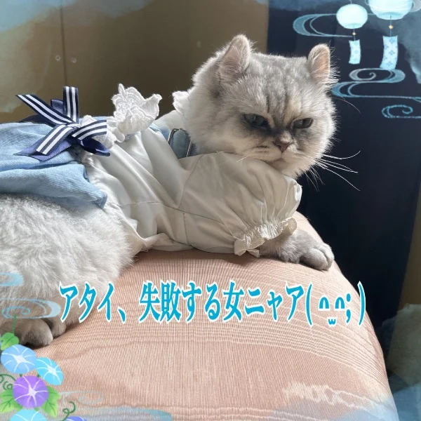 🐱 アタイ、やらかしまちた🙀