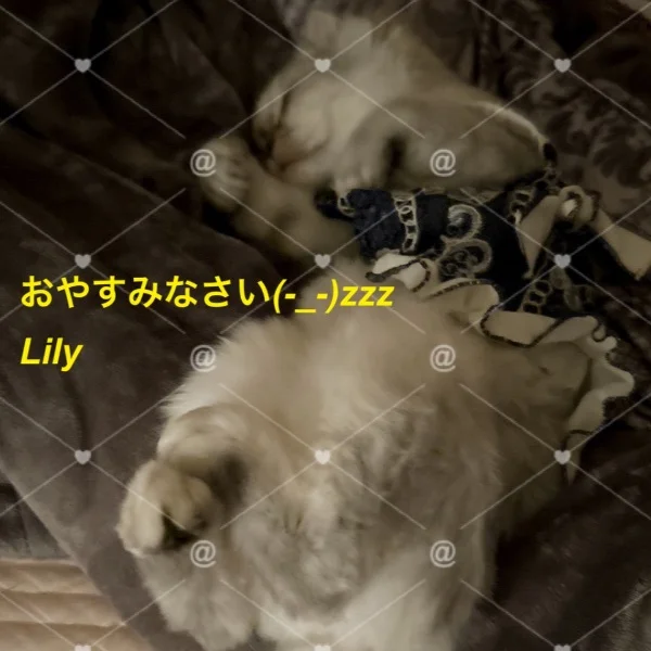 おやすみなさいฅ( ̳• ·̫ • ̳ฅ)にゃ♡