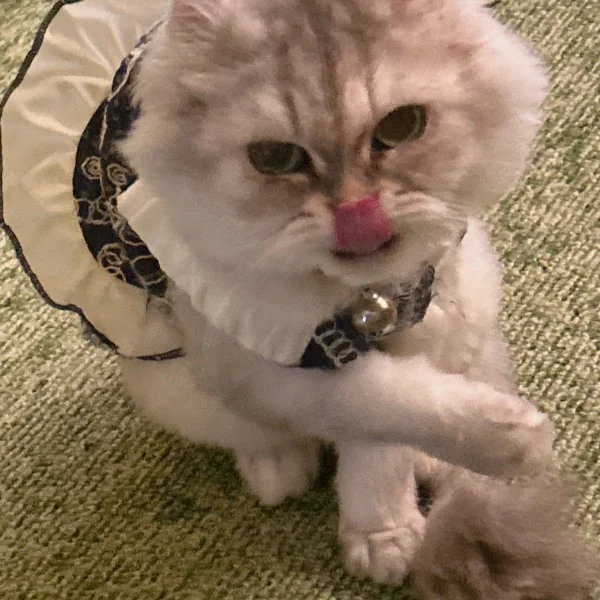 今日も(ฅ *`꒳​´*)ฅにゃあ