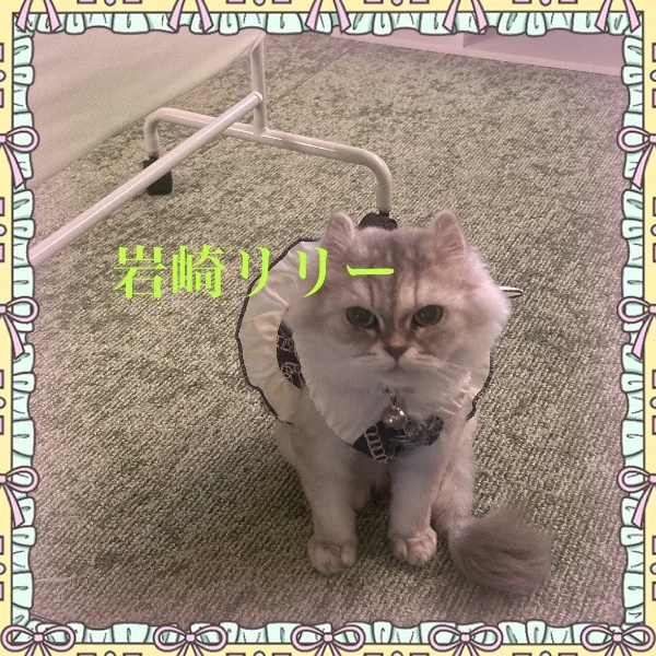 玄関にダンゴちゃんが来てたよ🐈🐾
