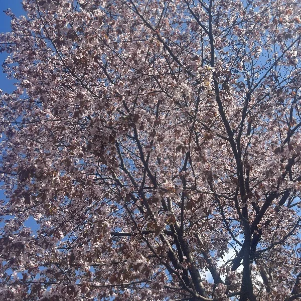 本日も27時まで⋆⸜🎀⸝‍⋆