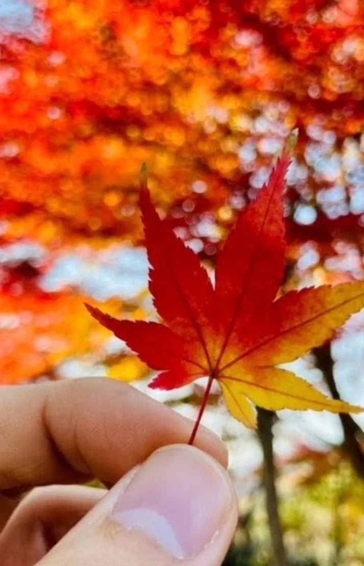 おはようございます٩(*´꒳`*)۶
