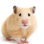 採用担当のじゃがハム店長さん