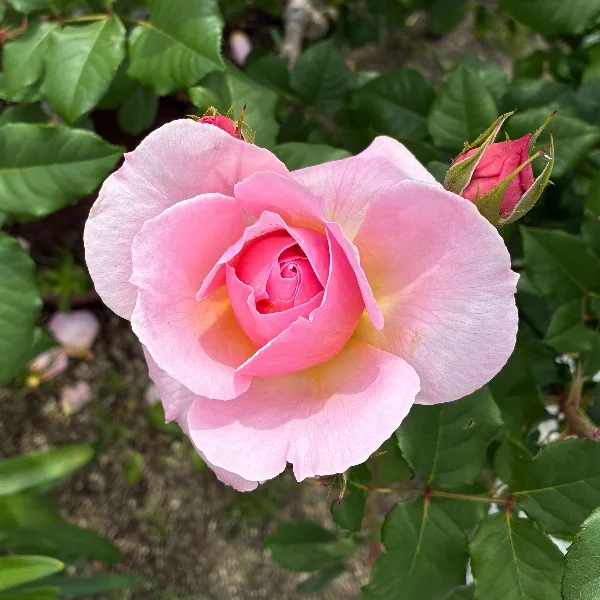 🌹ゴールデンウイーク🌹