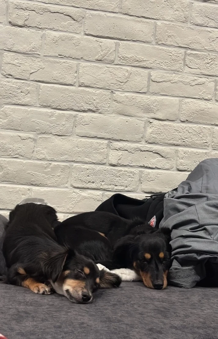 我が家の天使🐶🐶