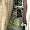路地裏と猫。のサムネイル