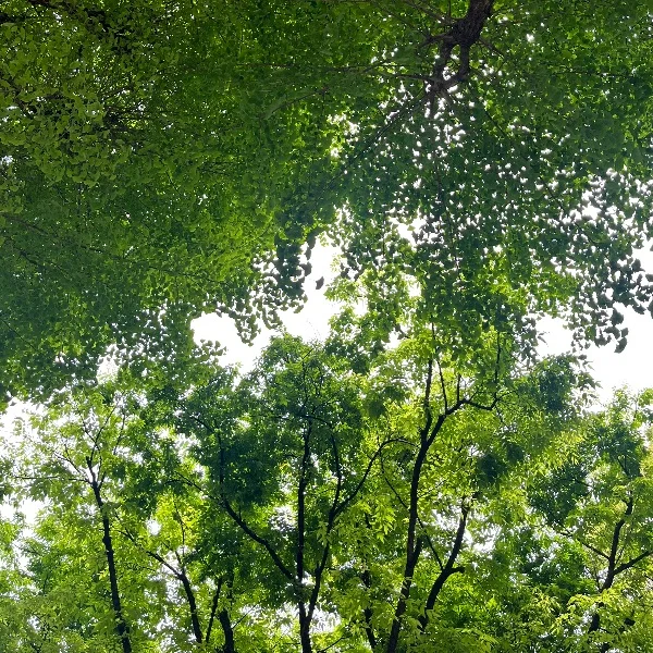 ֞︎︎︎︎🌿֞︎︎︎︎🌿֞︎︎︎︎🌿֞︎︎︎︎🌿֞︎