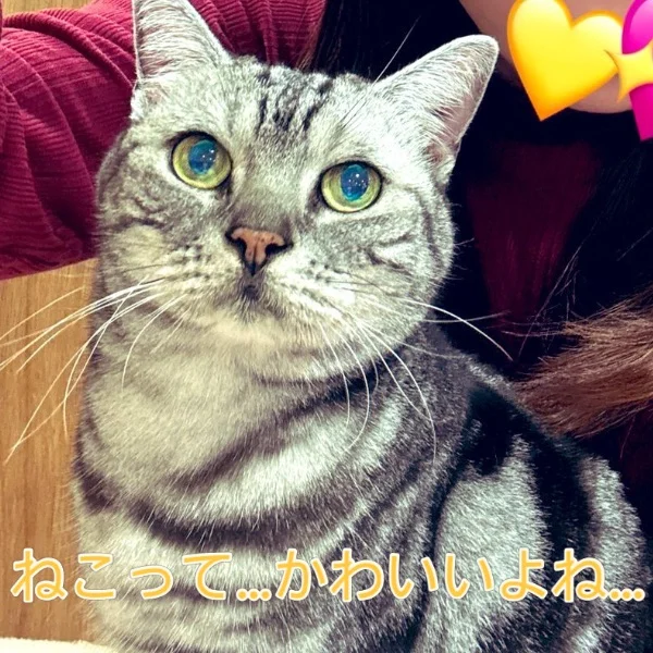 すごいやつー✨