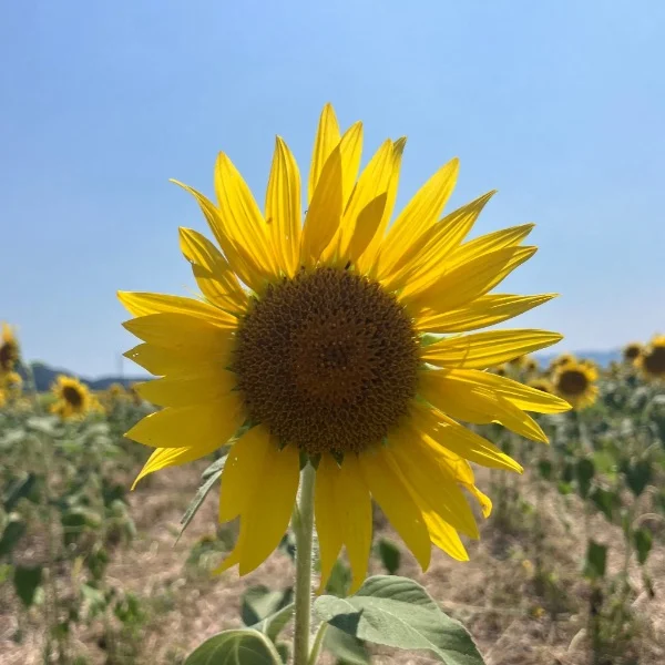 本日21時から出勤してます〜‎‎𖤐 ̖́-‬