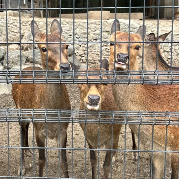 ありがとうございます