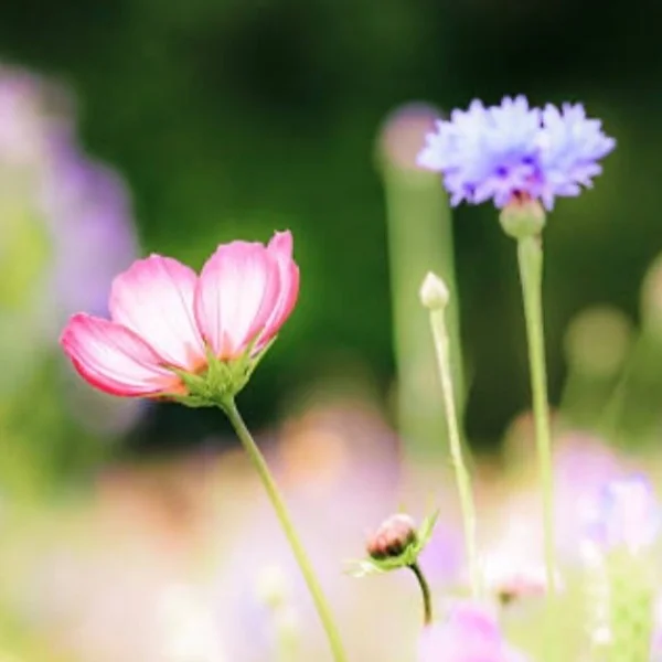 こんにちは🌼