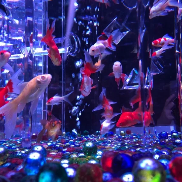 🐠🐠🐠