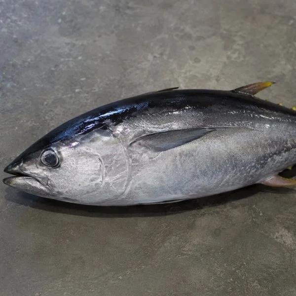 赤身🎣
