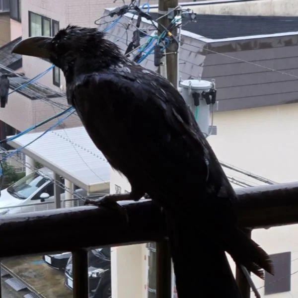 そういえば……
