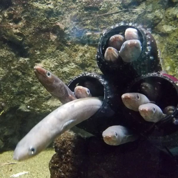 どうしよ！やばすぎる