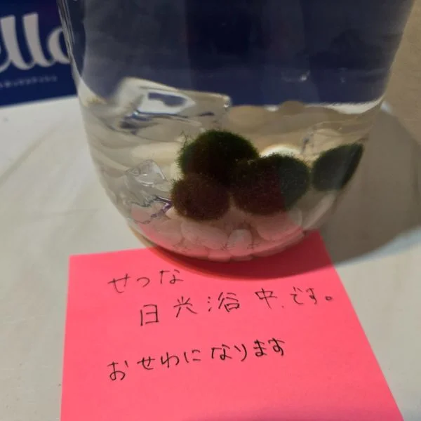 おやすみー