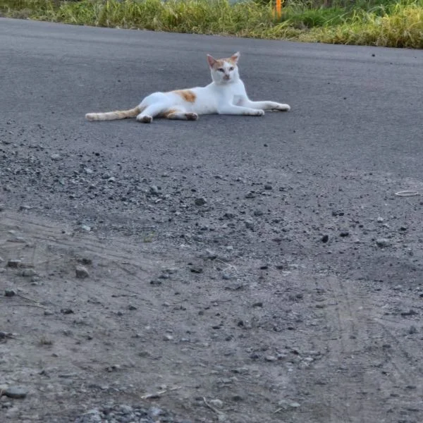 あついいい