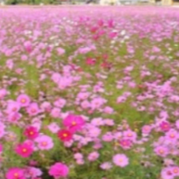 こんにちわ🌺