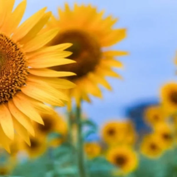 こんにちわ🌻
