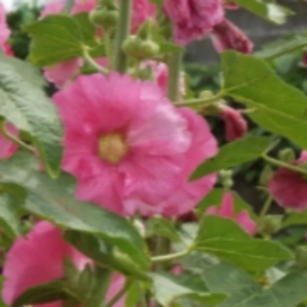 ありがとうございました🌸