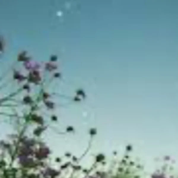 ありがとうございました🌸