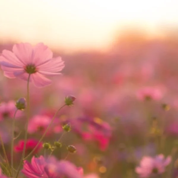 ありがとうございました🌺