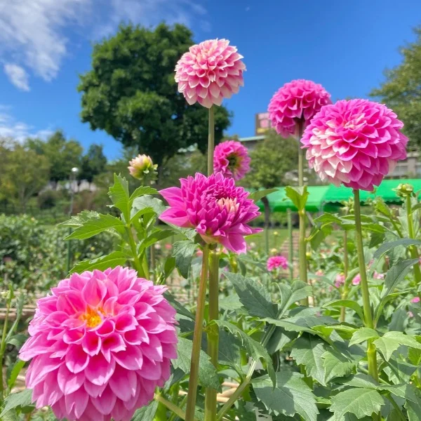 昨日もありがとう♡﻿