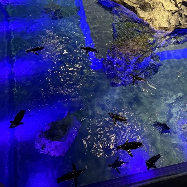 一昨日はぷらぷら