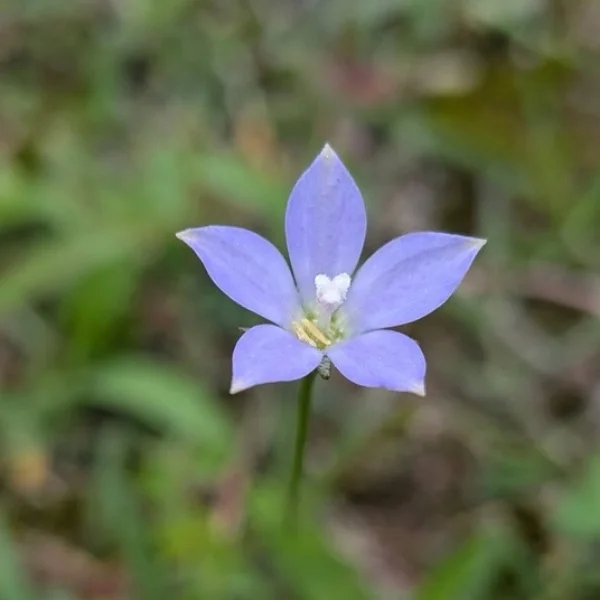 最後🌷