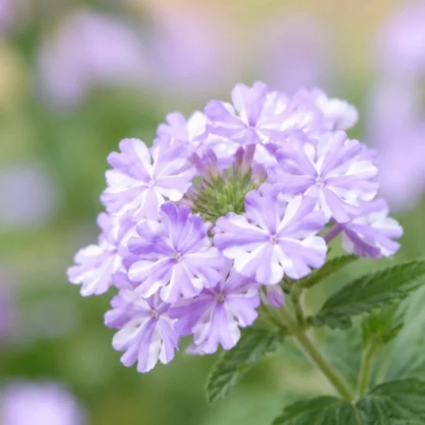 嬉しい🌸