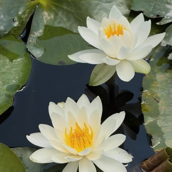 残り3回🌷