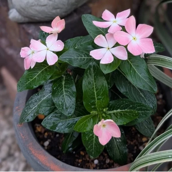 お疲れ様です🌸