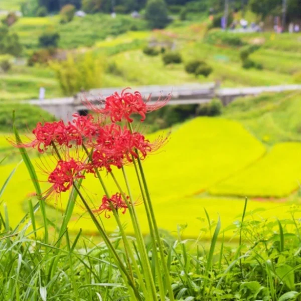 お彼岸