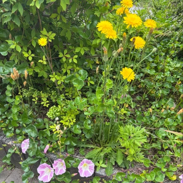 こんにちは⭐︎