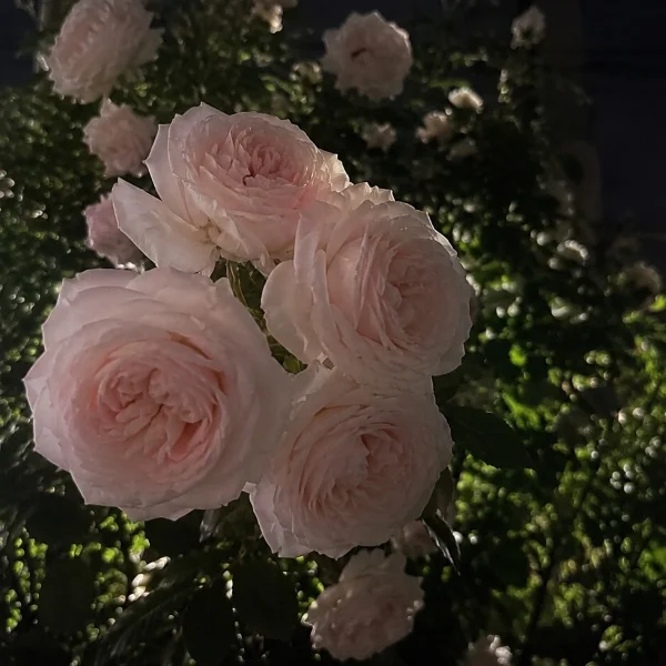 ❤︎夜の魔法かな‥❤︎