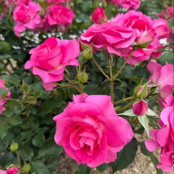 ❤︎今日も頑張るぞ❤︎